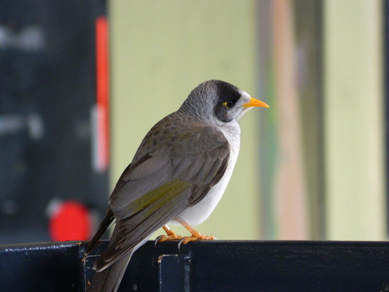 White-eared Honeyeater — Gray