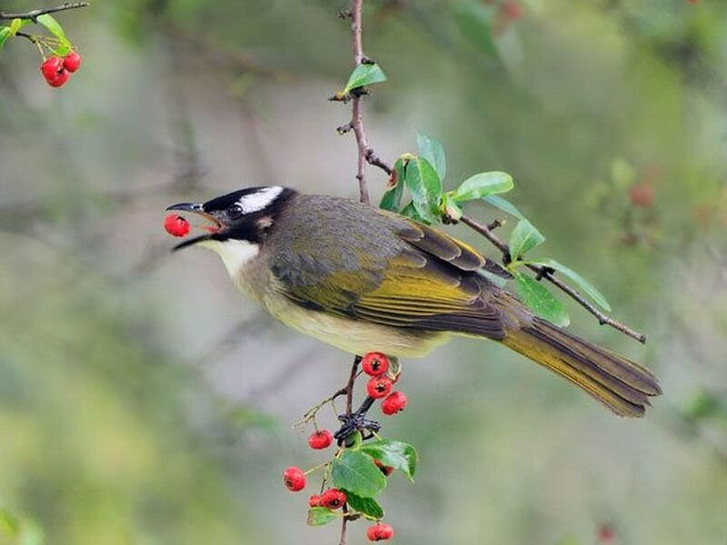 White-eared Honeyeater