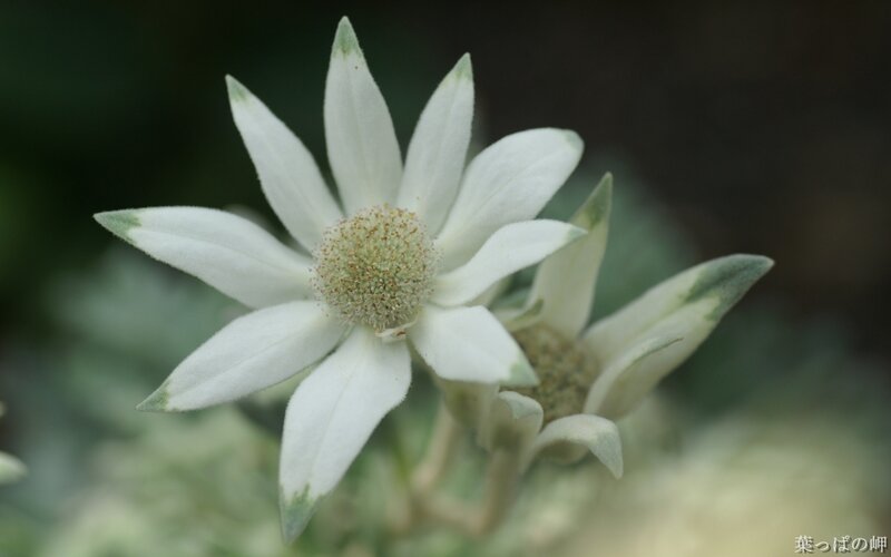 White Edelweiss Flower