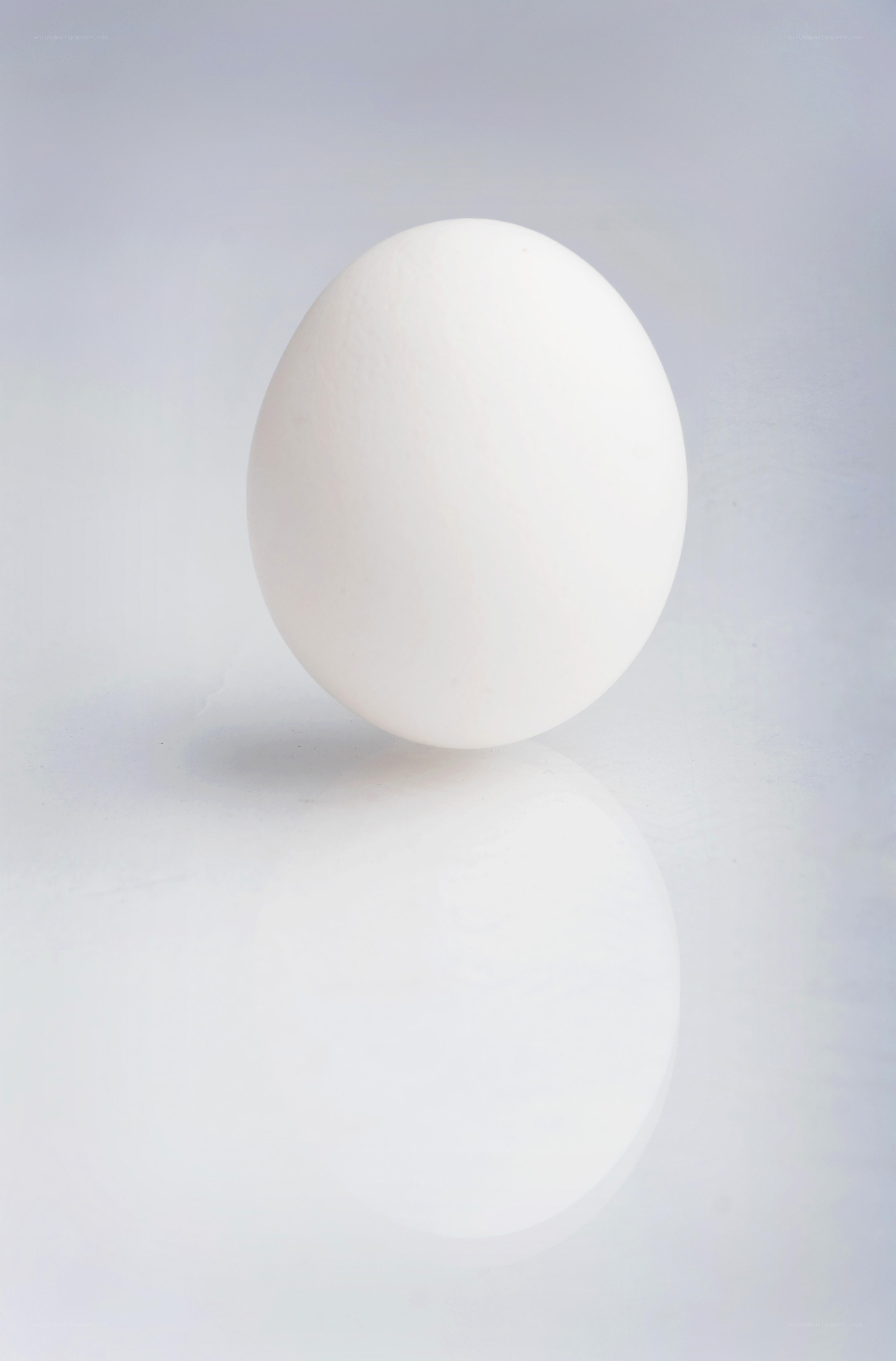 white egg on white surface
