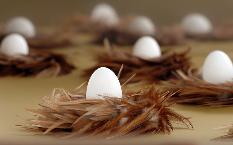 White eggs in feather nests