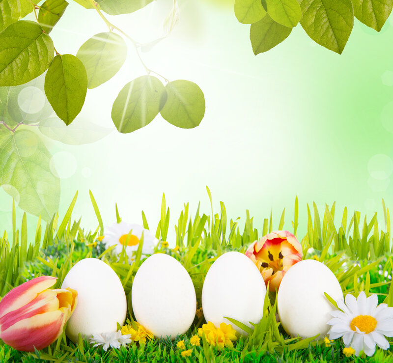 White Eggs in Grass