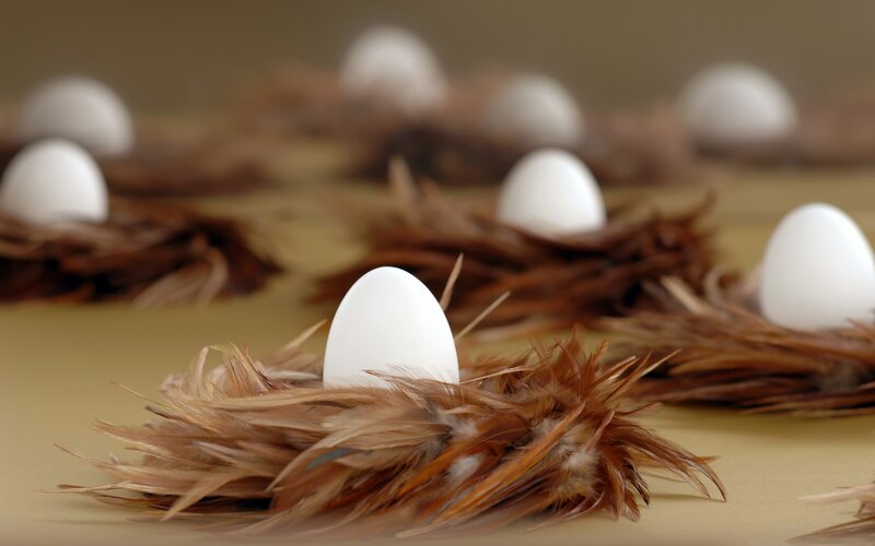 White Eggs in Nests