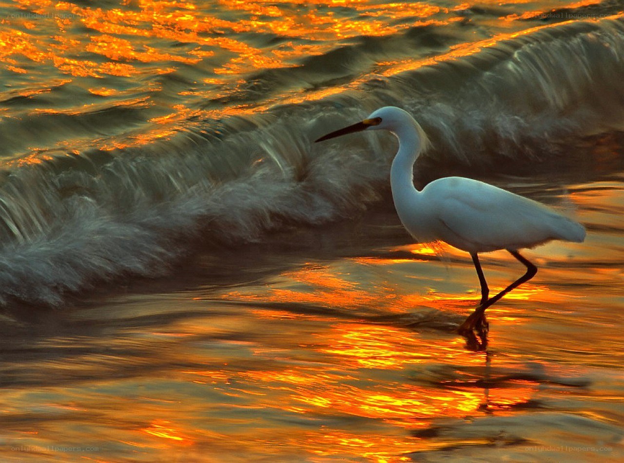 White egret at sunset on the beach