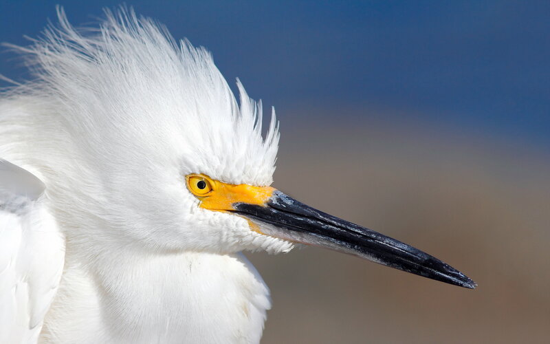 White Egret Bird — Calm