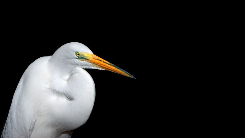 White Egret Bird — Dramatic