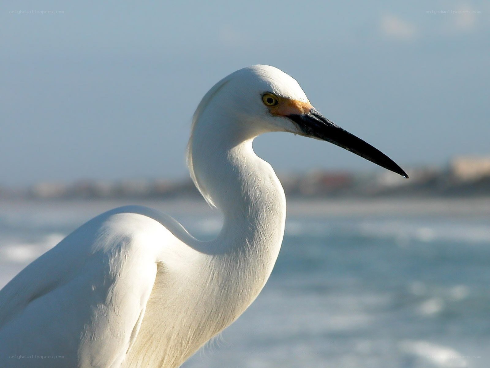 White egret by the sea