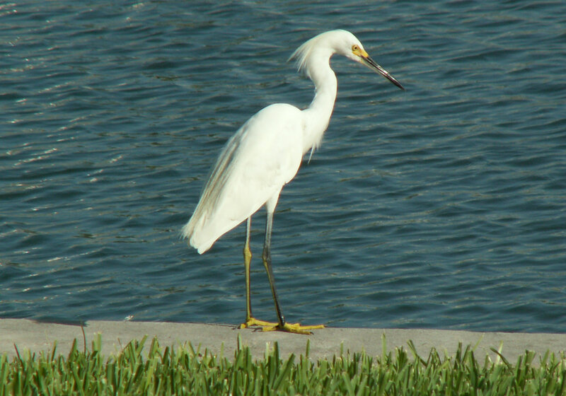 White egret by the water