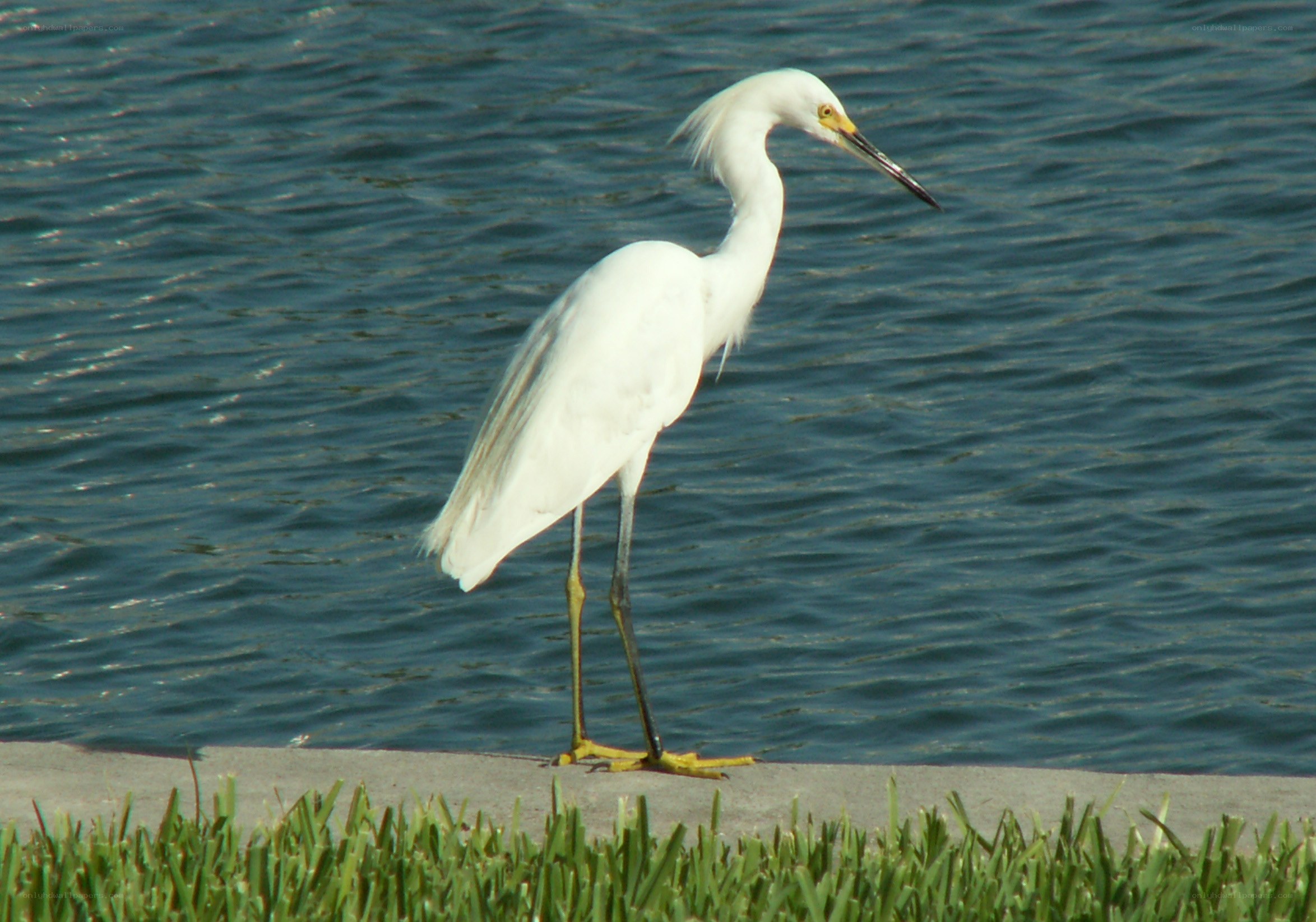 White egret by the water