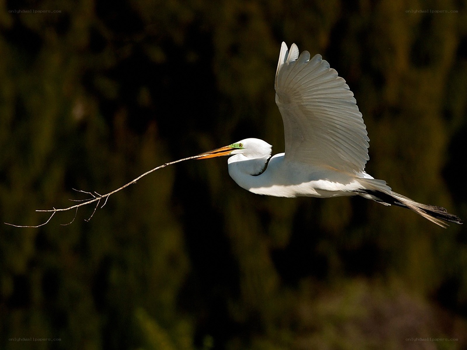 White egret carrying a branch