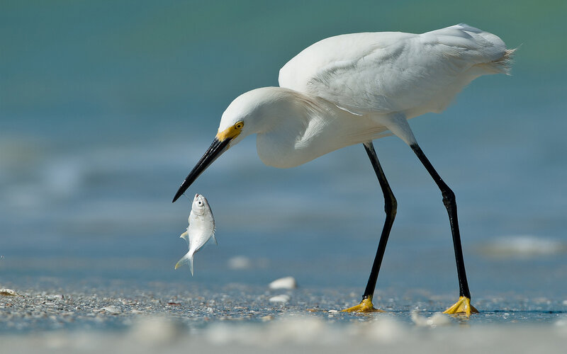 White Egret Catching Fish