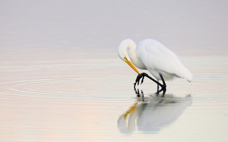 White egret fishing in calm water