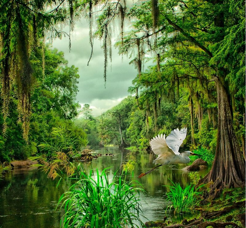 White Egret Flying — Green