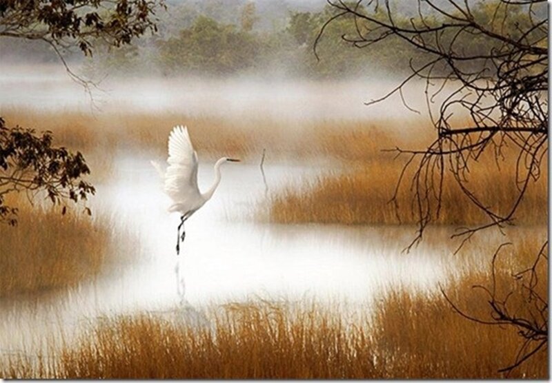 White Egret Flying — Serene
