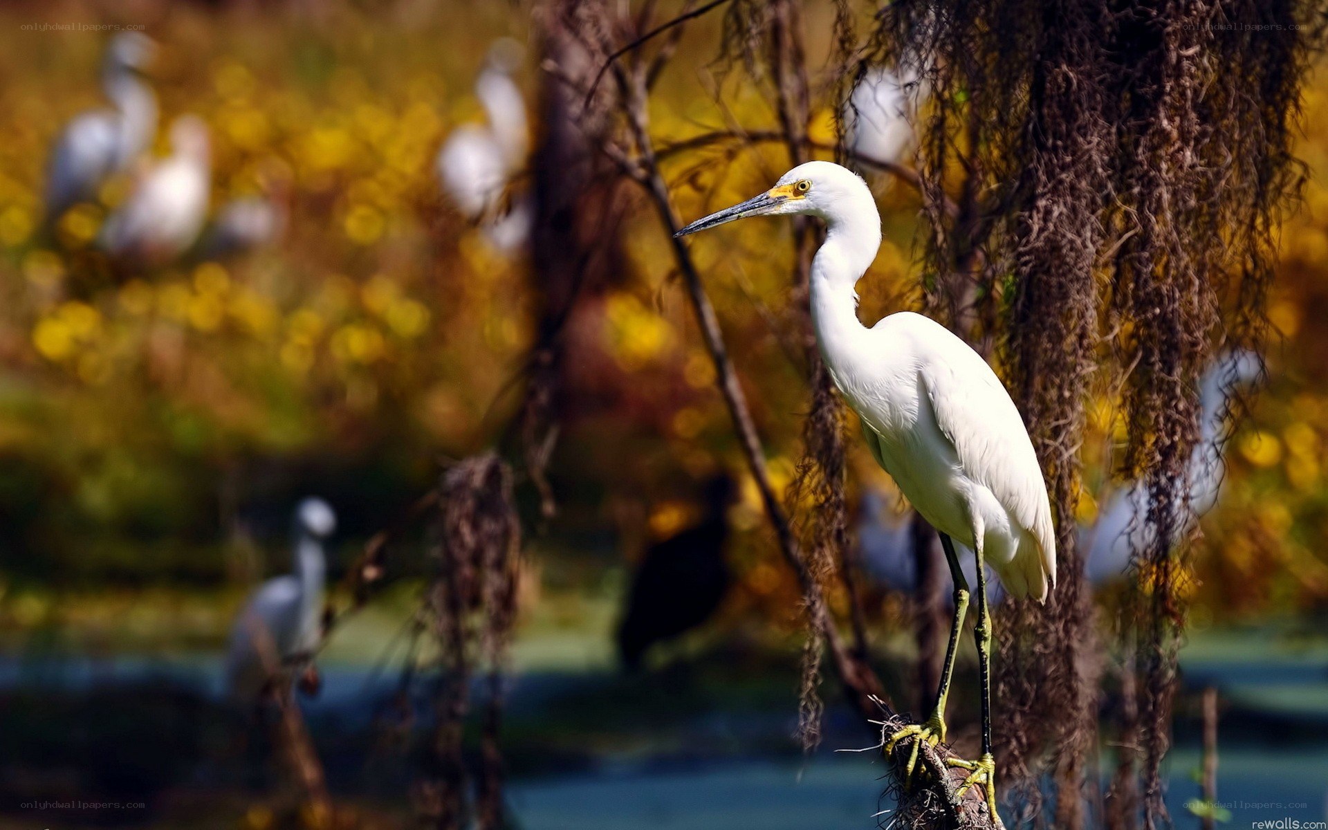 White egret in autumn marsh