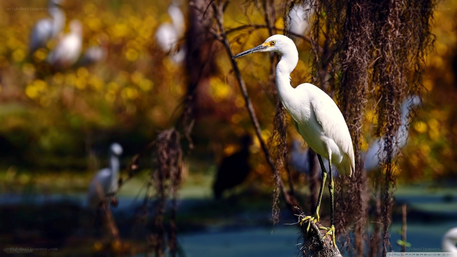 White egret in autumn marsh