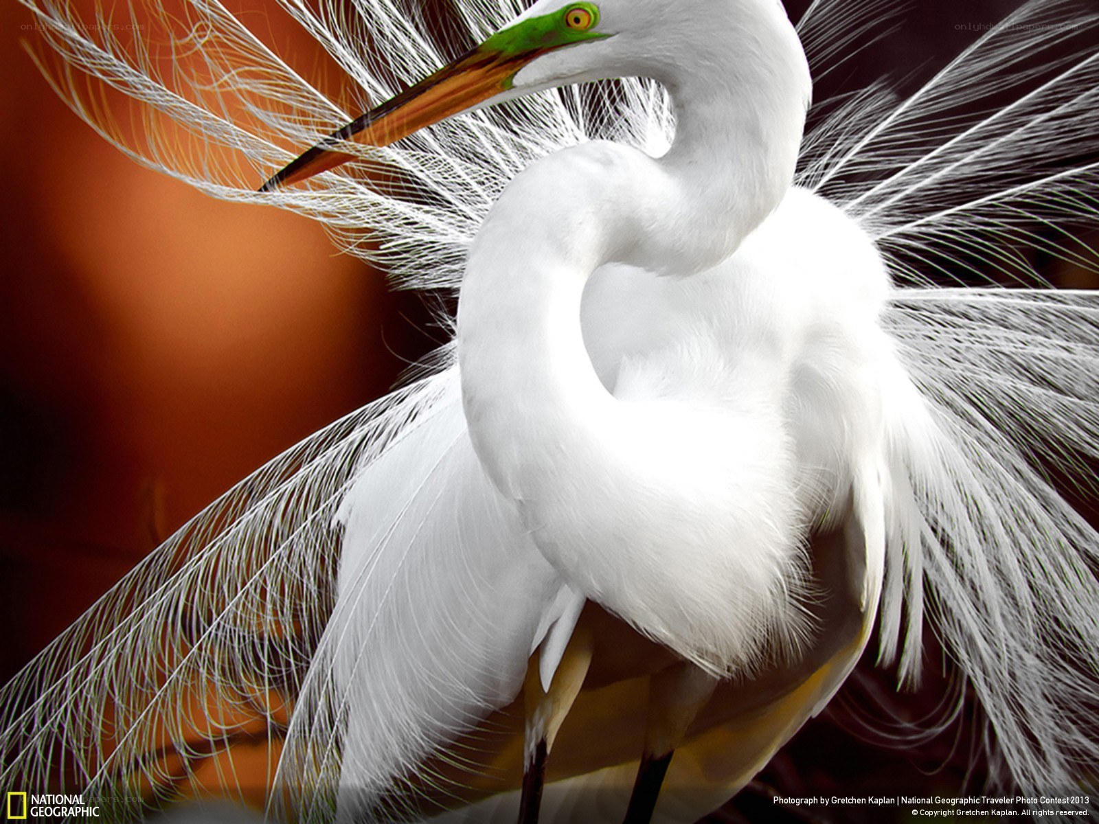 White egret in breeding plumage