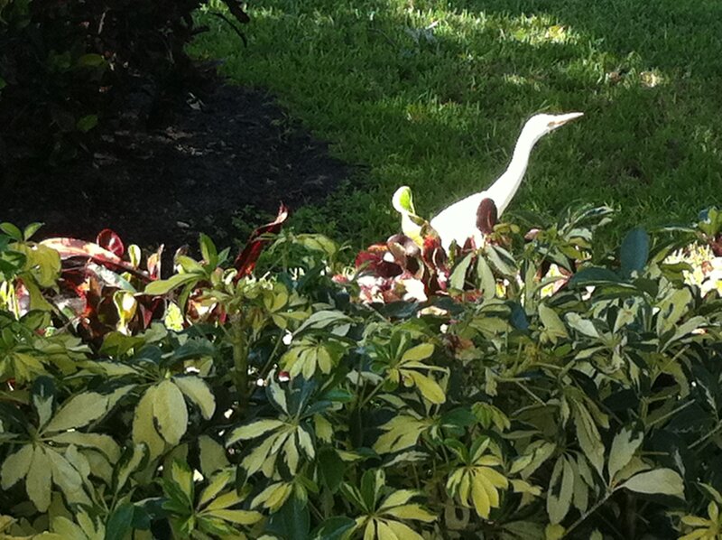 White Egret in Bushes