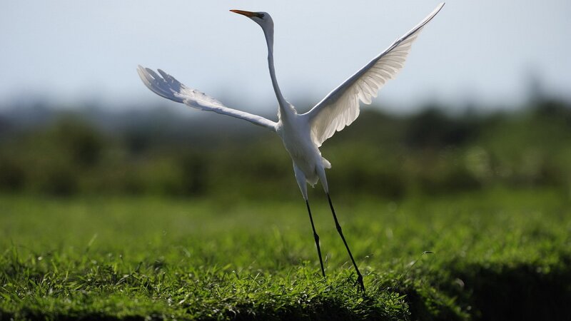 White egret in flight