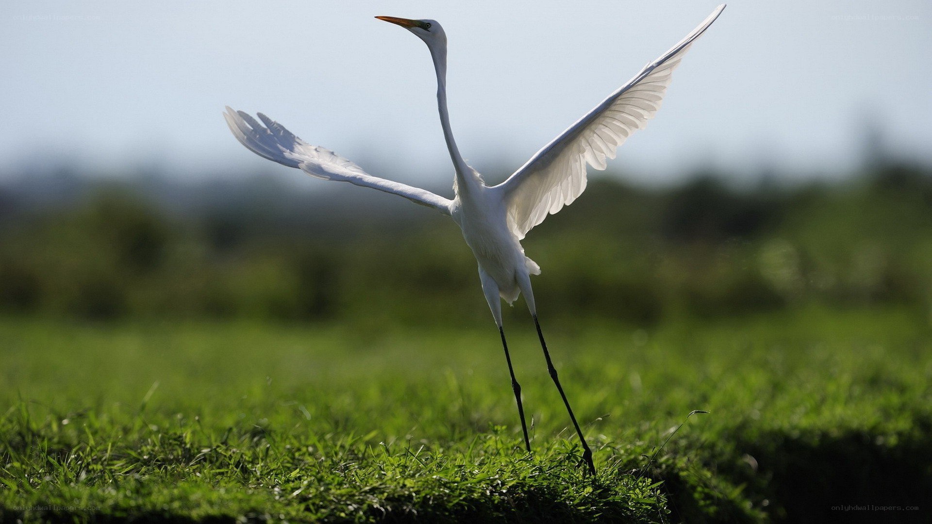 White egret in flight