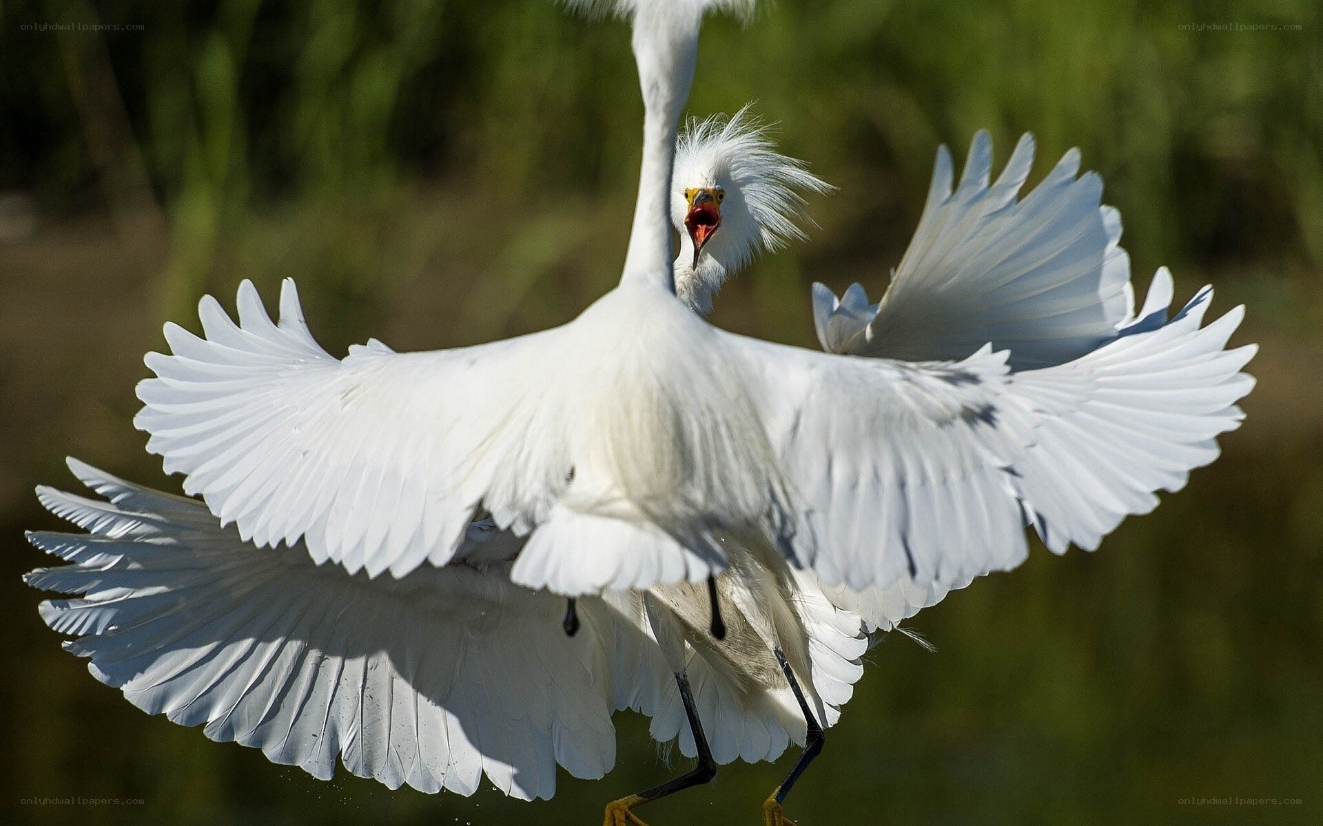 White egret in flight