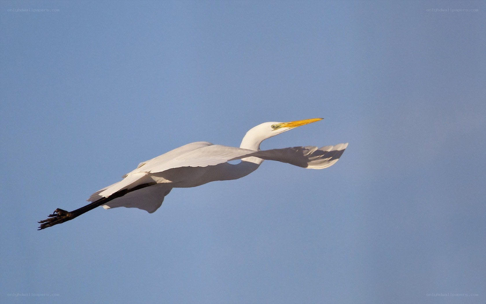 White egret in flight