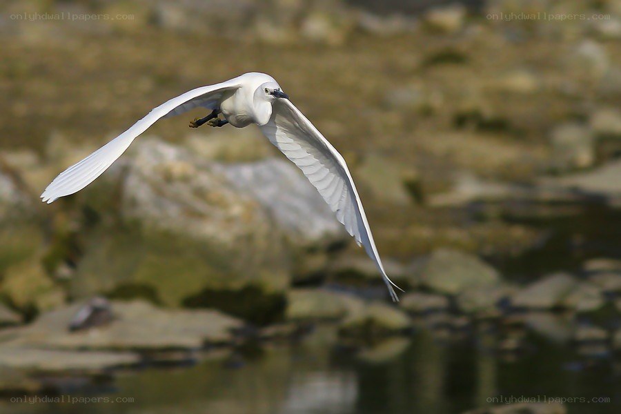 White egret in flight