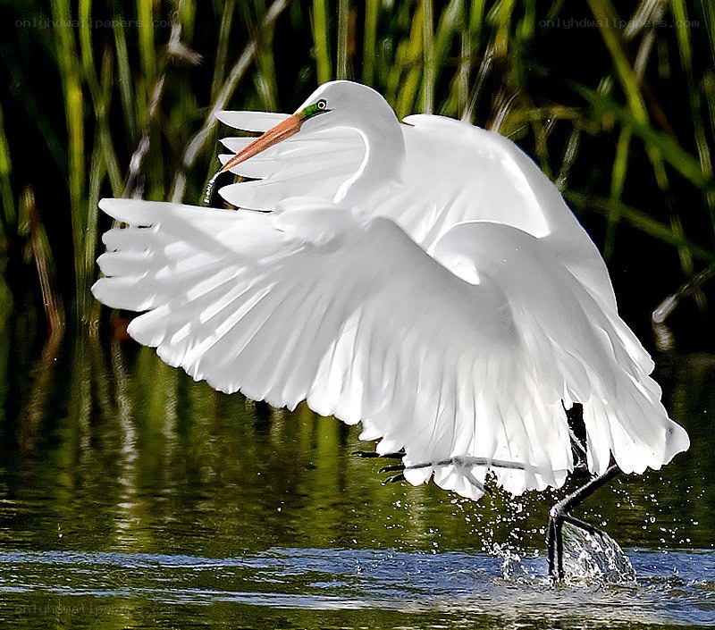 White egret in flight