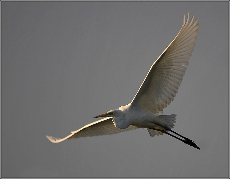 White egret in flight