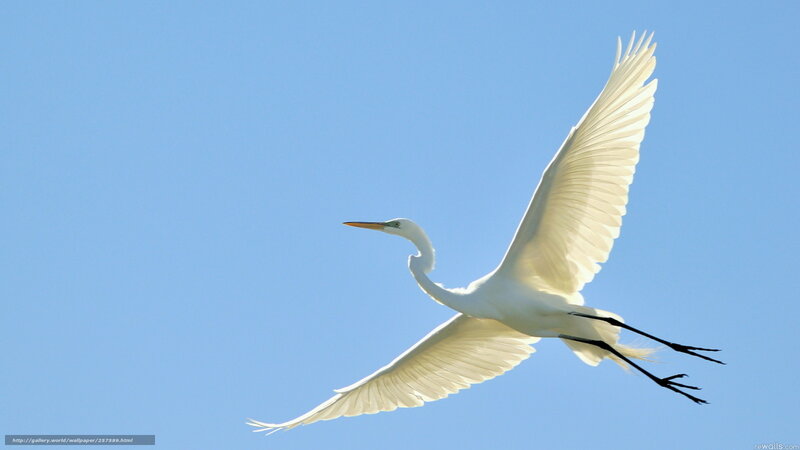 White egret in flight