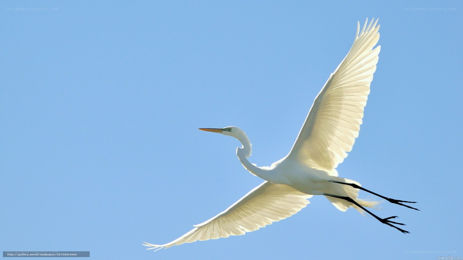 White egret in flight