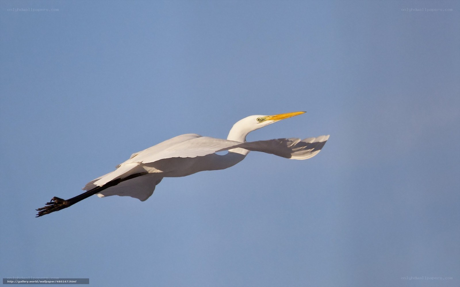 White egret in flight