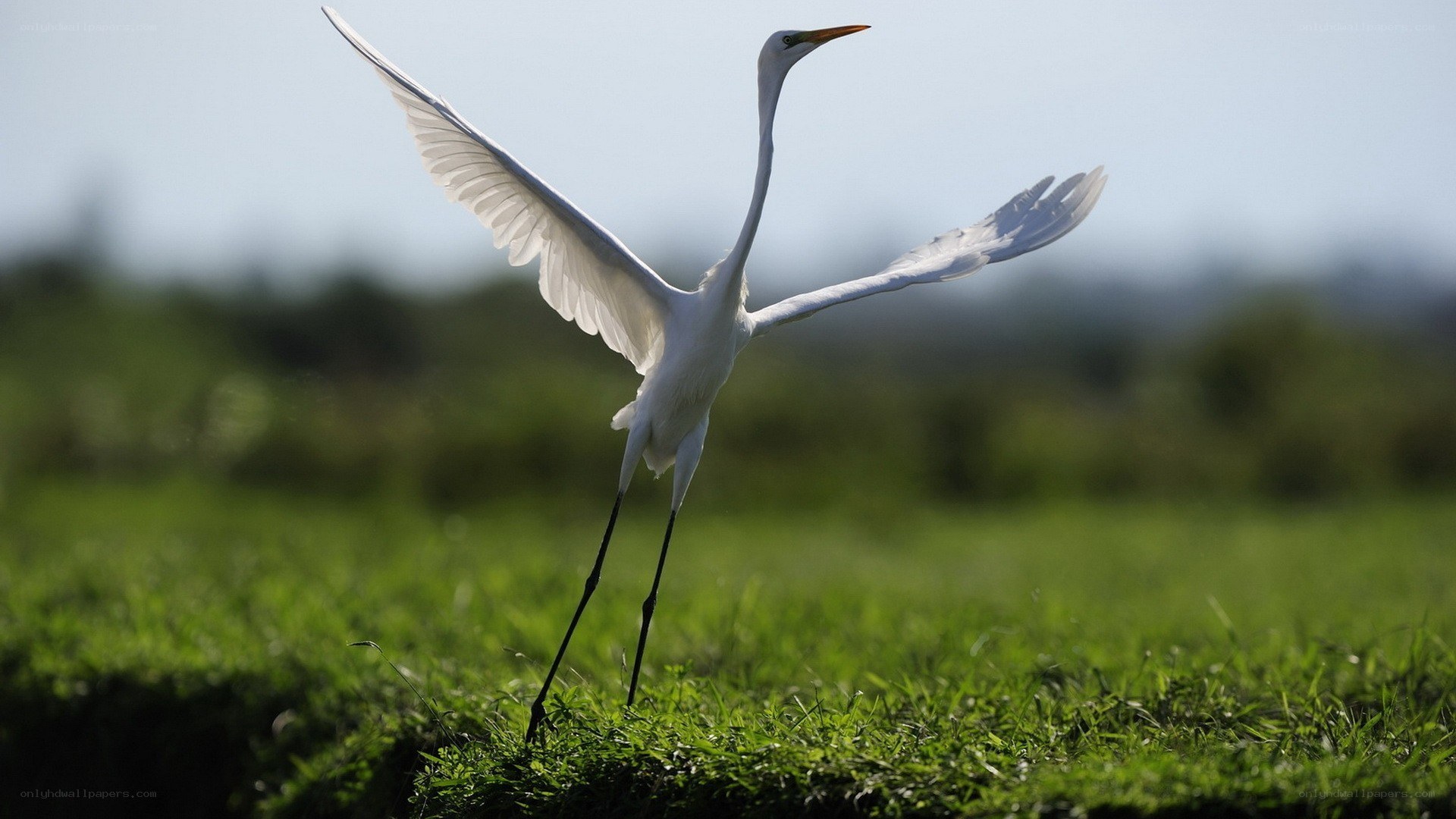 White egret in flight