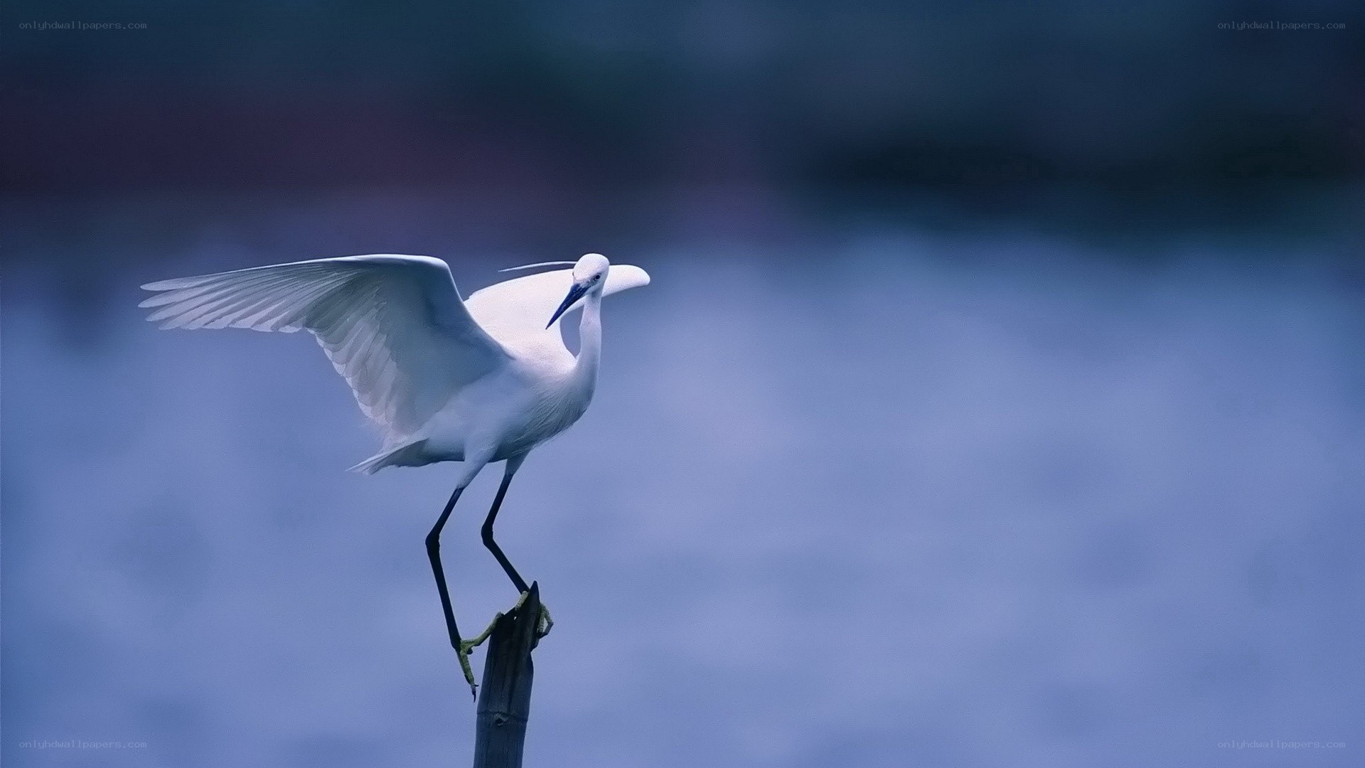 White egret in flight