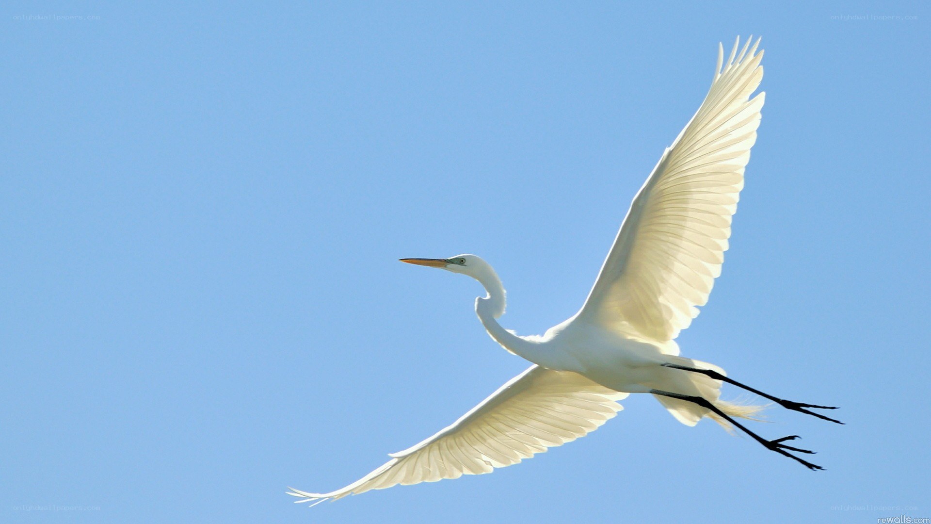 White egret in flight