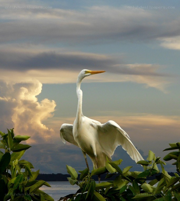 White egret in flight at sunset