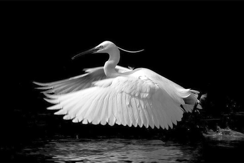 White Egret in Flight — Black