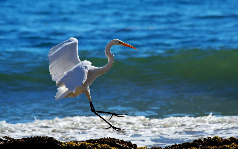 White Egret in Flight — Blue, Dynamic