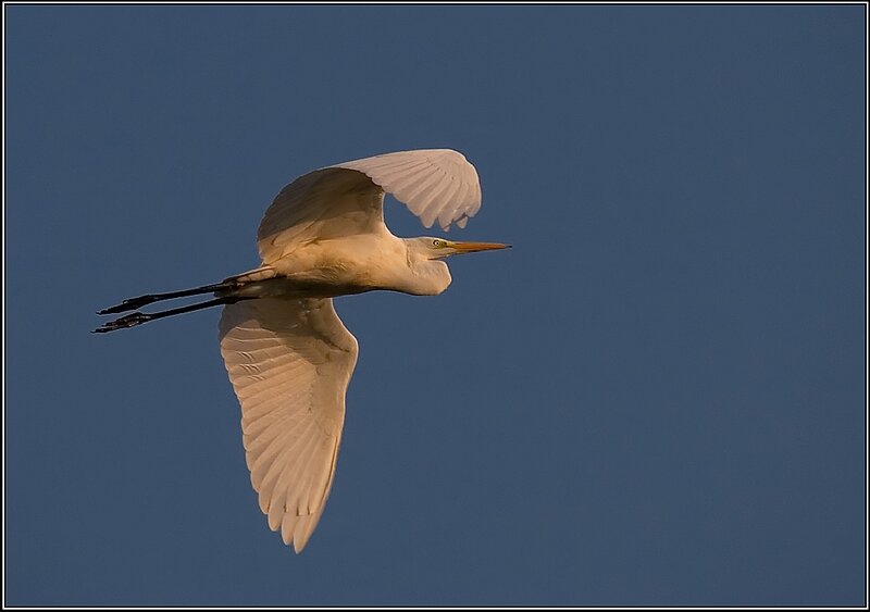 White Egret in Flight — Blue