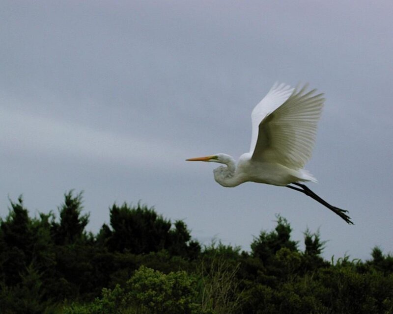 White Egret in Flight — Calm