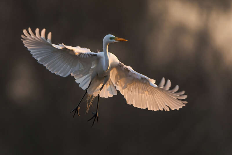 White Egret in Flight — Dramatic, Sunset, Photograph