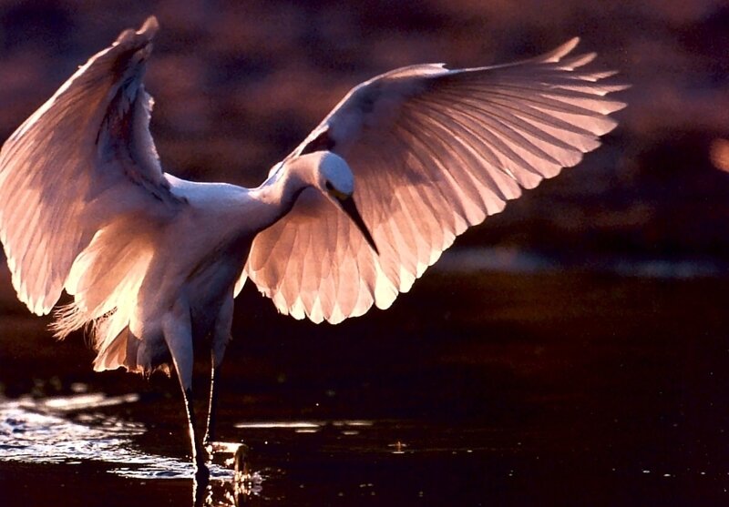 White Egret in Flight — Dramatic