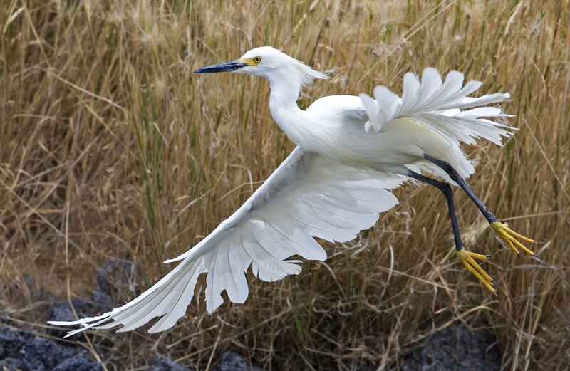 White Egret in Flight — Dynamic, Photograph