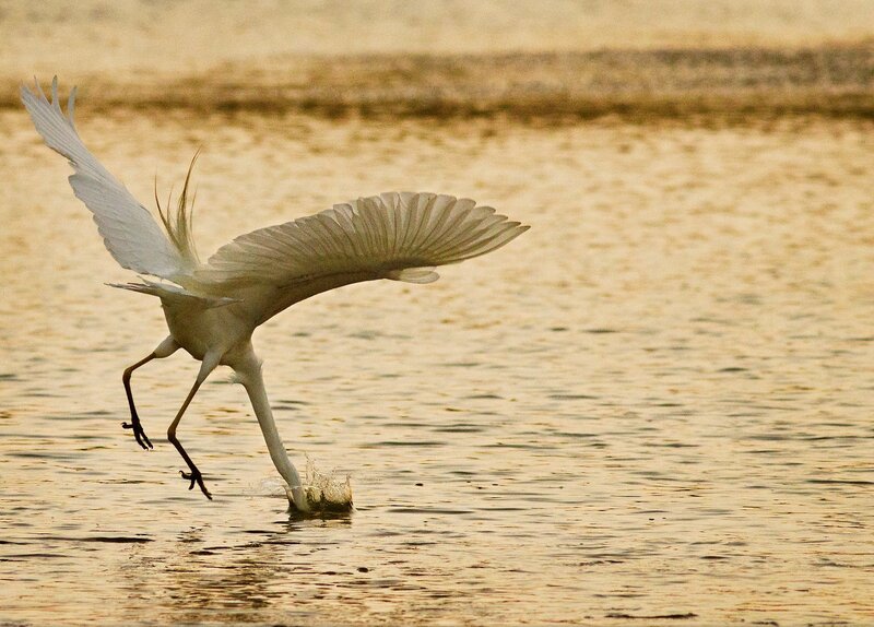 White Egret in Flight — Dynamic