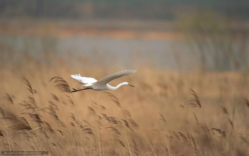 White egret in flight over reeds