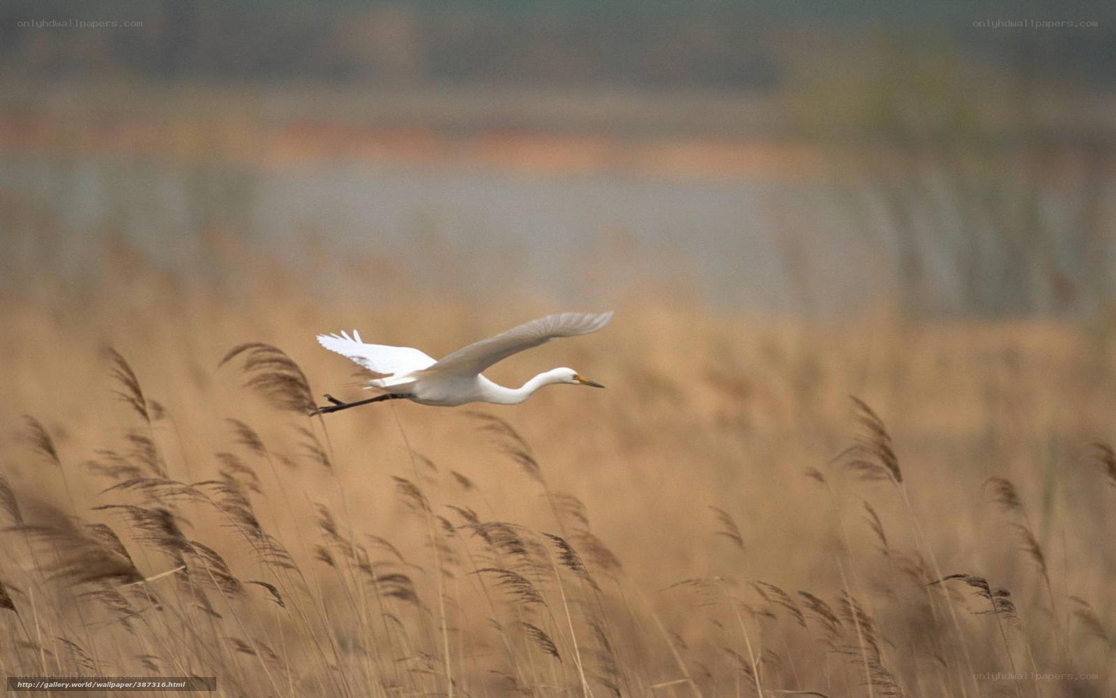 White egret in flight over reeds