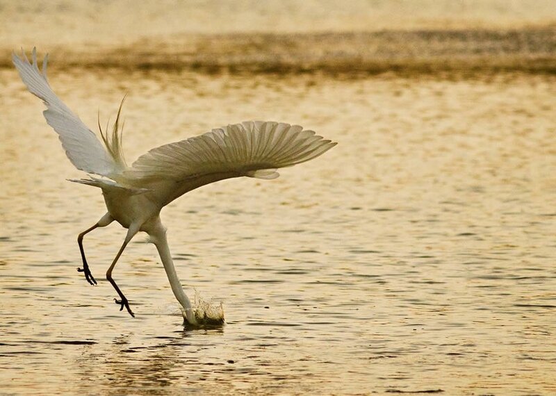 White egret in flight over water