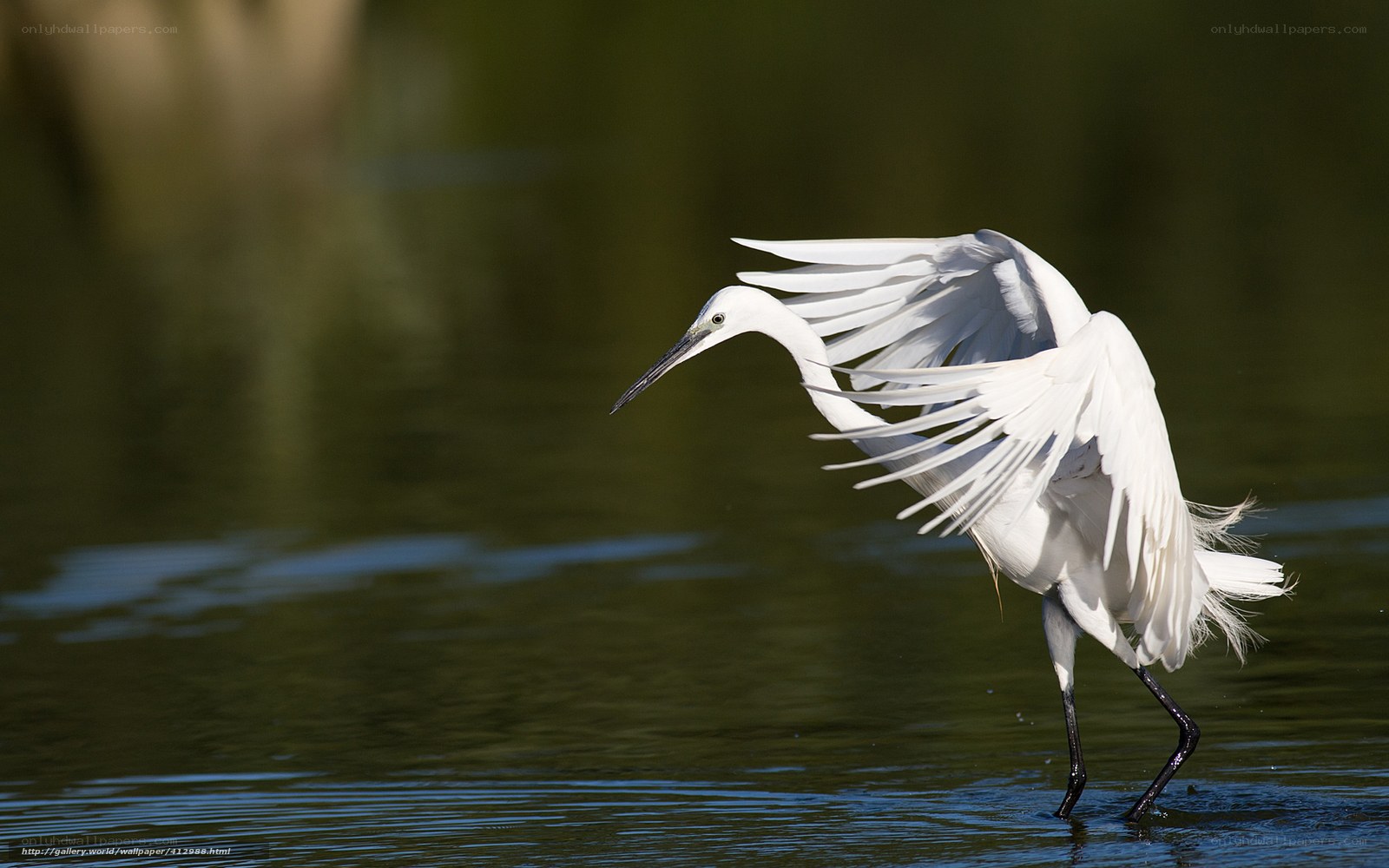 White egret in flight over water