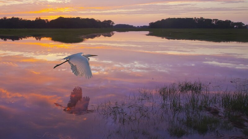 White Egret in Flight — Purple