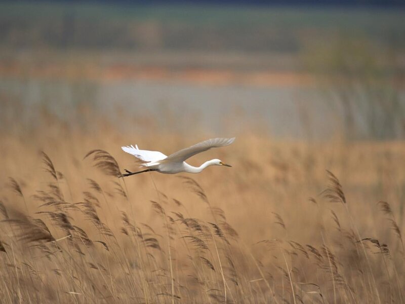 White Egret in Flight — Serene, Afternoon, Photograph